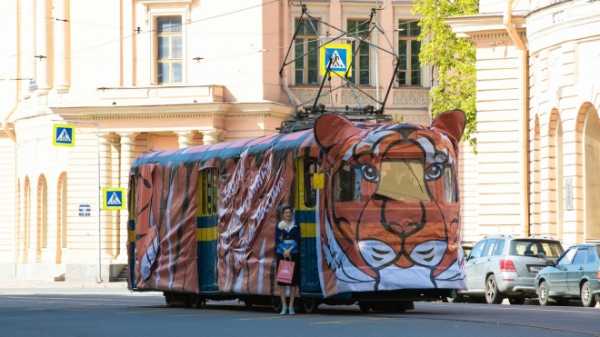 По центру Петербурга прокатился трамвай-тигр