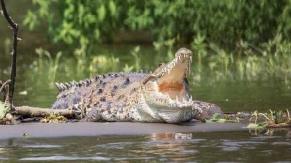 В Индии крокодил съел рыбака на глазах у жены 
