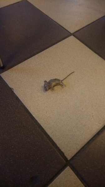 Петербуржцы нашли под столом на фудкорте ТРК дохлую мышку 1