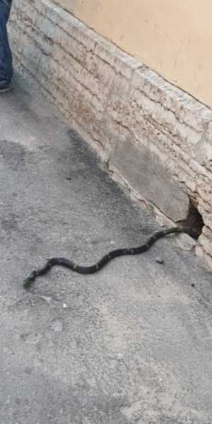 Фото: на Большой Посадской из подвала жилого дома выползла змея1