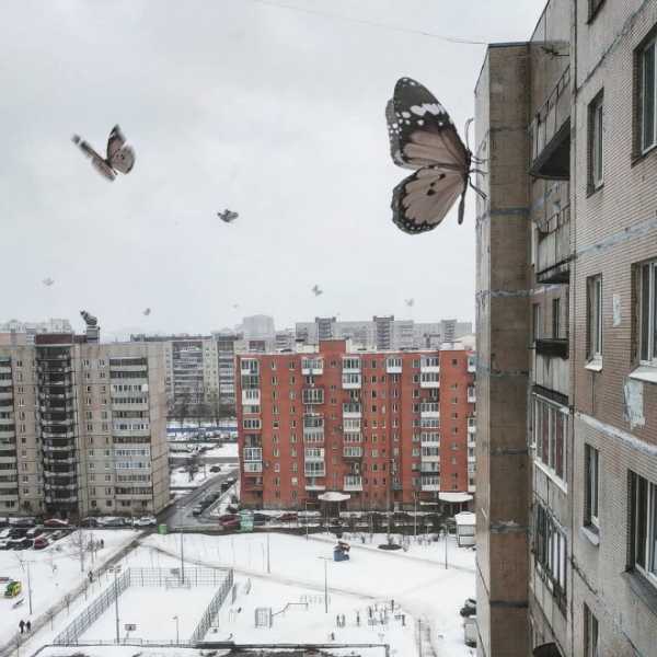 Петербургский художник создал снимки города под гигантскими цветами и насекомыми2