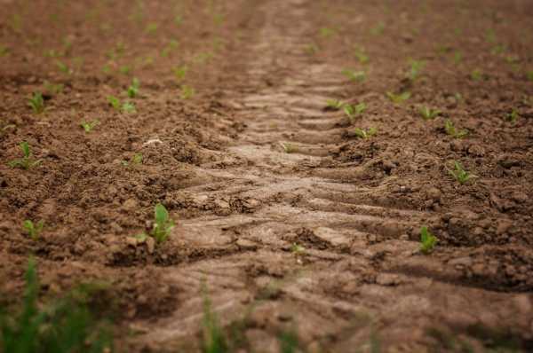 Сельскохозяйственные земли Ленобласти освобождают от борщевика тремя способами. 
Фото: https://pixabay.com