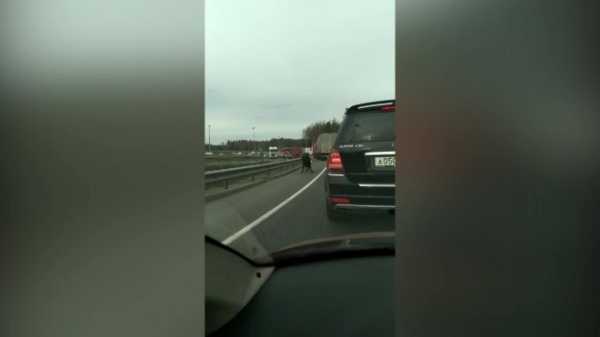 Петербуржцы сняли на видео быка, бегущего по КАД1