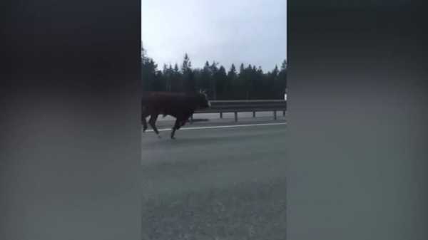 Петербуржцы сняли на видео быка, бегущего по КАД0