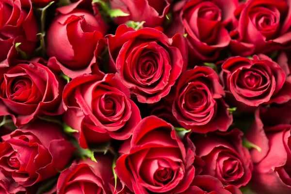 Розы были запрещены к выпуску. Фото: Pixabay