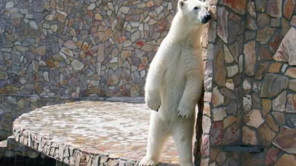 Сотрудники зоопарка попросили посетителей не подвергать зверей стрессу