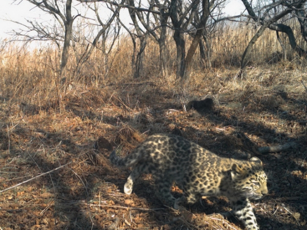 Котенок дальневосточного леопарда спасся от лесного пожара2