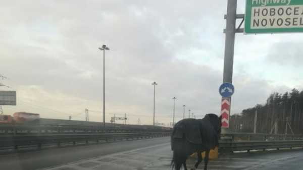 На КАД водители заметили одинокую чёрную лошадь