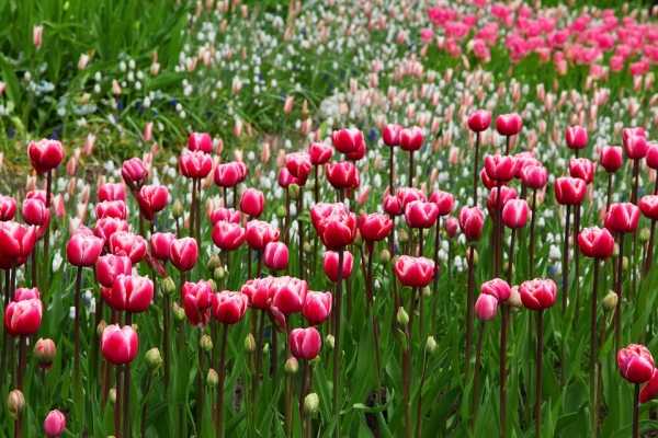 В Нидерландах уничтожили сотни миллионов тюльпанов из-за коронавируса0