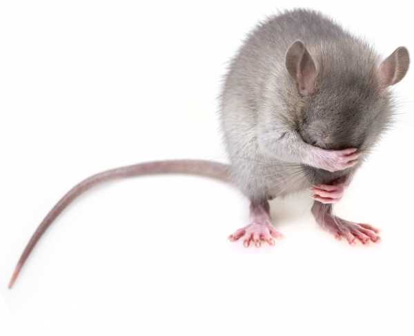 Учёные вывели трансгенных мышей для тестирования вакцины от коронавируса0