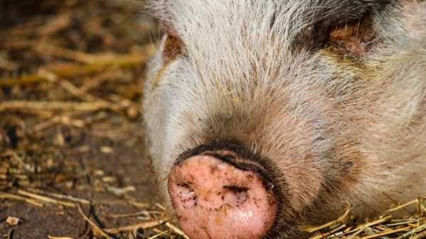 В Еврейской автономной области выявлен очаг африканской чумы свиней  