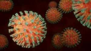 Стало известно, каким животным грозит коронавирус