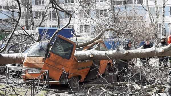Поваленное ветром дерево раздавило микроавтобус во дворе на Вавиловых