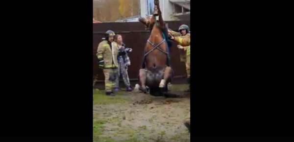 В Выборгском районе спасли лошадь, которая провалилась под землю 0
