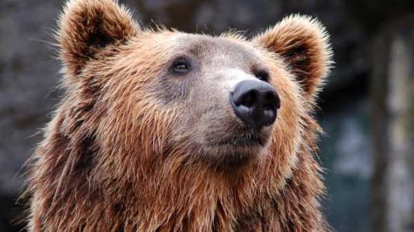 На Сахалине медведь покусал ноги мужчине, спасавшегося на дереве 