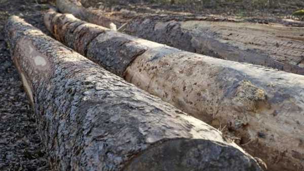 Спиленное дерево насмерть придавило пенсионера в Ленобласти