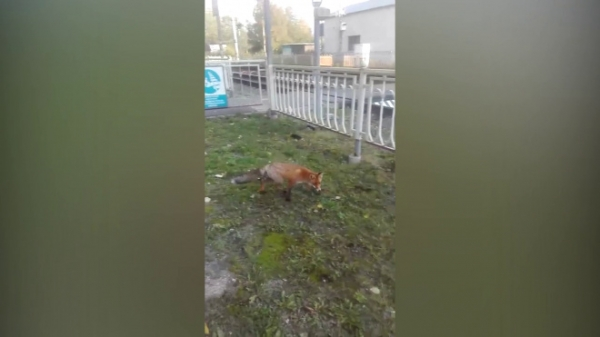 Петербуржцы засняли на видео наглую лису в Лахте0