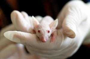 В России выведут мышей для испытания вакцины от коронавируса