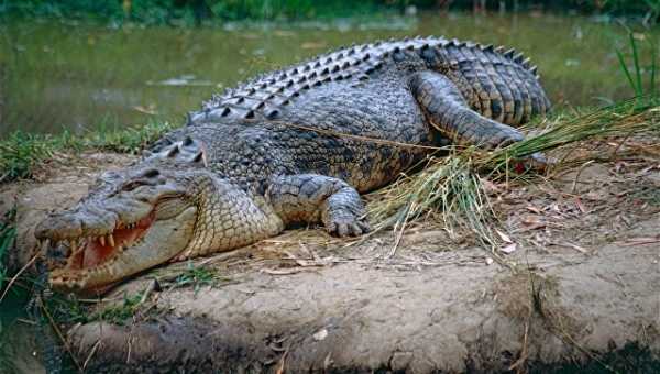 В Мозамбике пятиметровый крокодил убил 19-летнего футболиста