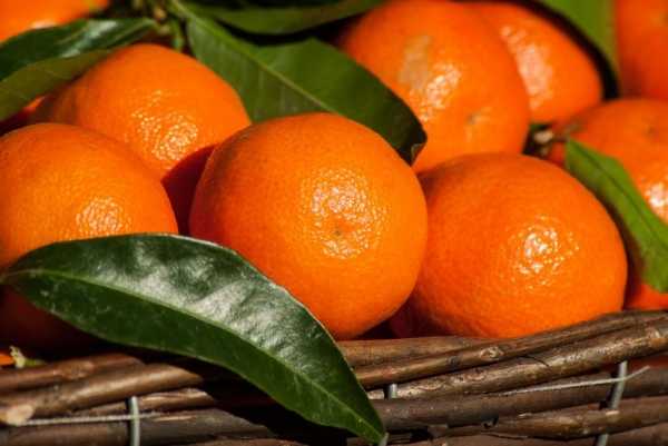 Клементины - гибрид мандарина и апельсина-королька. Фото: pixabay.com