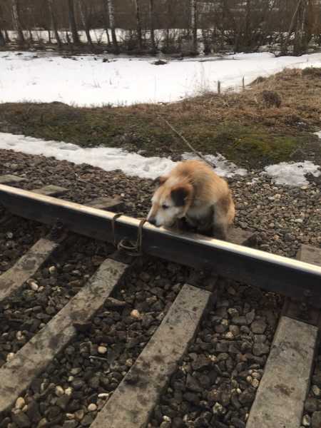 Мужчине пришлось остановить поезд, чтобы спасти пса. Фото: https://vk.com/club175336494