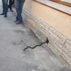 Фото: на Большой Посадской из подвала жилого дома выползла змея