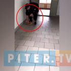 Видео: в Петербурге охранник института ударил об пол беременную кошку 