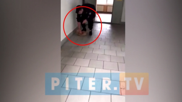 Видео: в Петербурге охранник института ударил об пол беременную кошку 0