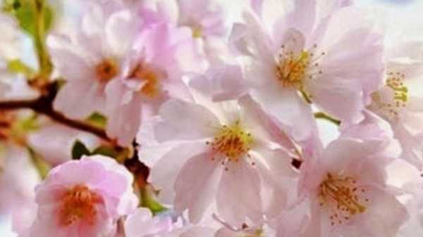 Сакура в Петербурге: где можно полюбоваться нежно-розовыми цветами