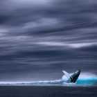 Останки кита с четырьмя лапами нашли в Перу