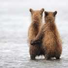 В Ленобласти медведей спасают от жары водой из шланга (ВИДЕО)