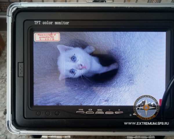 В Шушарах в черной вентшахте застрял белый котенок 1