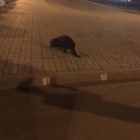 По улицам в Кудрово гуляет бездомный бобер (видео)