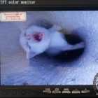 В Шушарах в черной вентшахте застрял белый котенок 