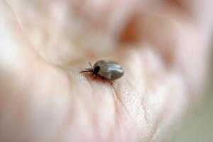 В Ленобласти 22 человека пострадали от укусов клещей