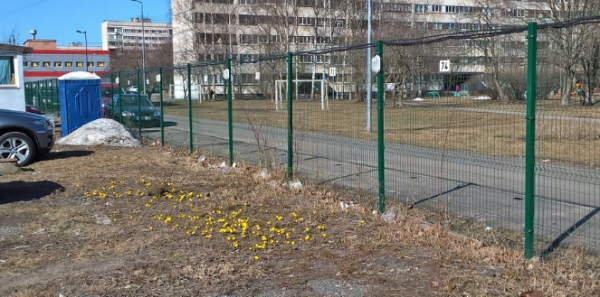 Маленькие желтые цветы проросли на пересечении Наличной и Нахимова. Фото: https://vk.com/vasilyevskiyostrov
