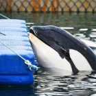 Команда Кусто прибыла в Россию для спасения косаток из «китовой тюрьмы»