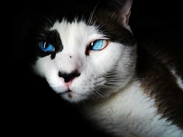 Черно-белый кот остался цел и невредим. Фото: Pixabay