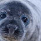 В Репино горожане нашли мертвого тюленя на пляже
