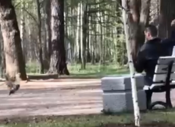 Видео: в Удельном парке пенсионер пытался забить голубей камнями0