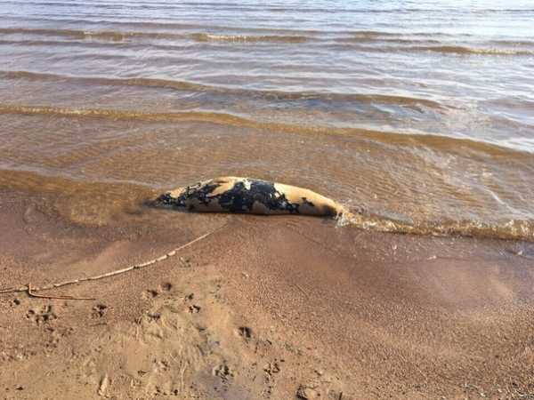 В Репино горожане нашли мертвого тюленя на пляже 1