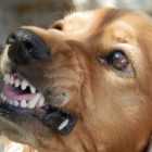 В Ленобласти петербуржцы обнаружили изъеденный собаками труп дачника