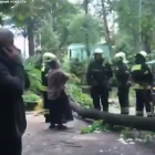 СМИ опубликовали видео падения дерева на ребенка