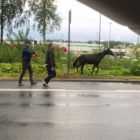 На Выборгском шоссе синяя иномарка сбила жеребенка