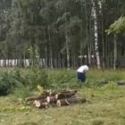 Видео: в Муринском парке начали вырубать деревья