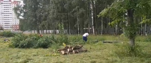 Видео: в Муринском парке начали вырубать деревья0