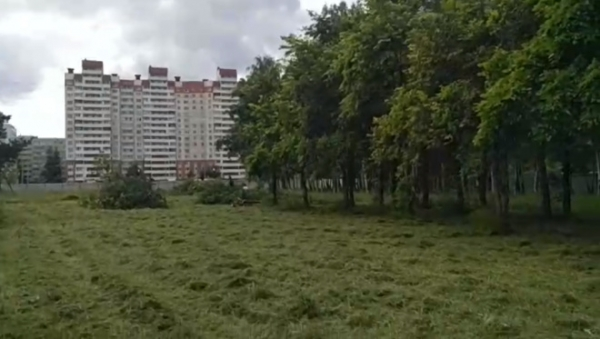 Видео: в Муринском парке начали вырубать деревья1