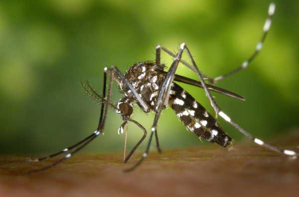 Россиян предупредили об угрозе опасной тропической лихорадки из-за комаров0