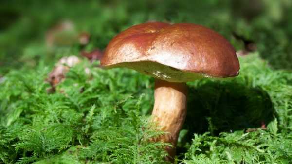 Эксперты рассказали о грибных местах в Петербурге и Ленобласти