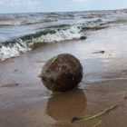 Подождем, когда прорастет: на пляже 300-летия Петербурга нашли кокос